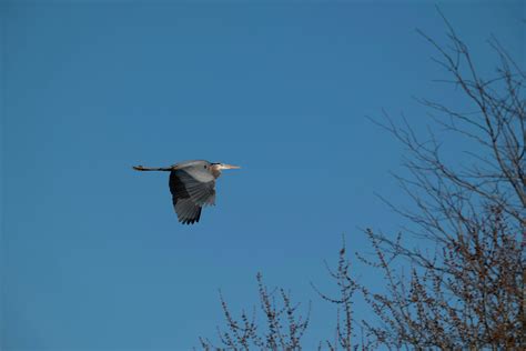bird migration      bird migration stock