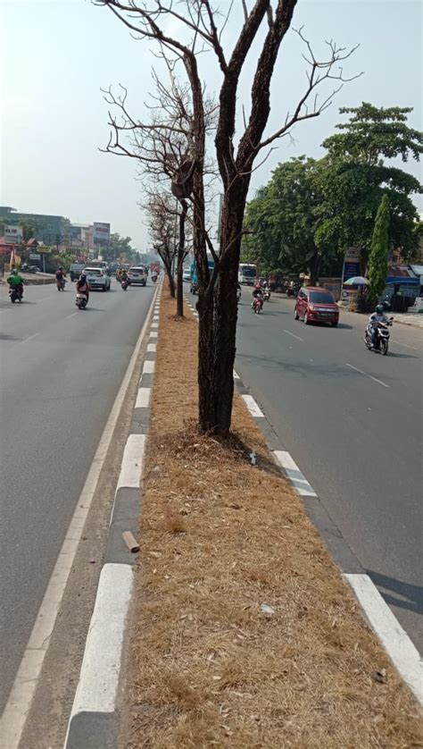 Kemarau Sejumlah Pohon Di Tengah Ruas Jalan A Yani Kertak Hanyar