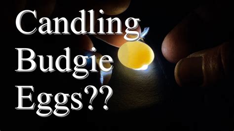 Update Candling Budgie Eggs YouTube