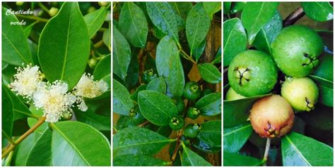 Cultivo E Produ O De Ara Cantinho Verde Horta E Jardim