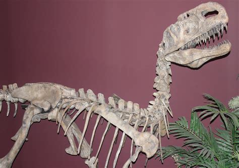 Monolophosaurus image - Free stock photo - Public Domain photo - CC0 Images