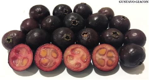 Araça Roxo É Comestivel - Viveiro Ciprest - Plantas Nativas e Exóticas: Araçá Roxo ( Psidium ...