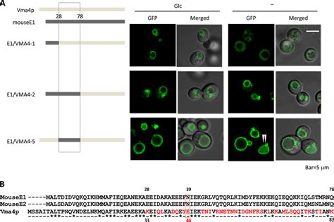 Localization Of C Gfp In Yeast Cells Expressing V Atpases With Download Scientific Diagram