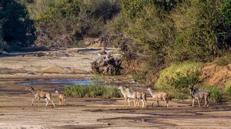 Greater Kudu - Spiral into Discovering the Majestic Horned Antelope