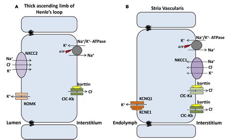 Figure 4 From ClC Channels And Transporters Structure Physiological