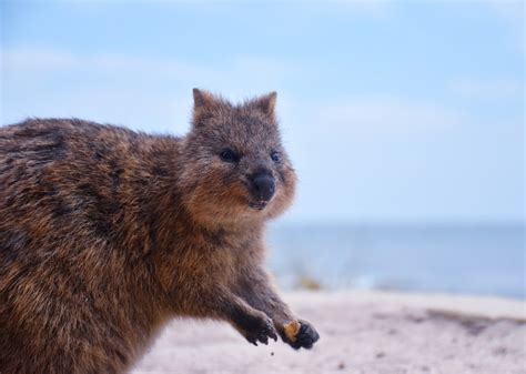 discover  diverse wildlife  western australia