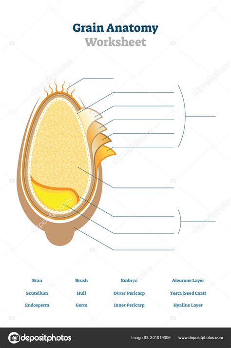 Grain anatomy worksheet vector illustration. Blank seed diagram ...