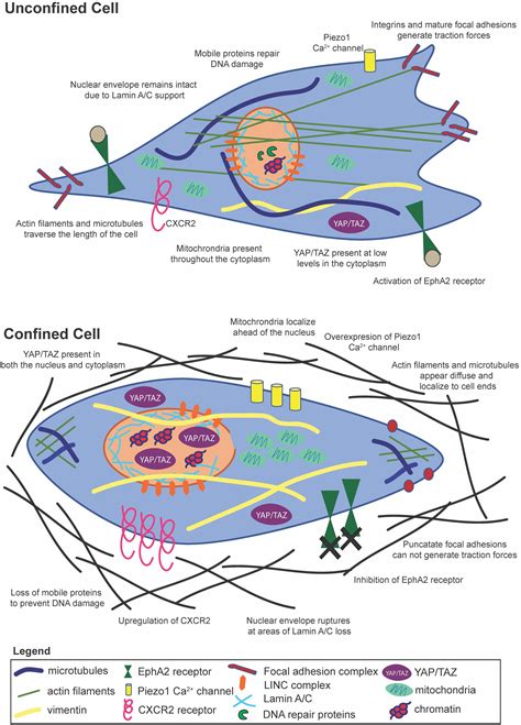 Frontiers Mechanosensing Of Mechanical Confinement By Mesenchymal