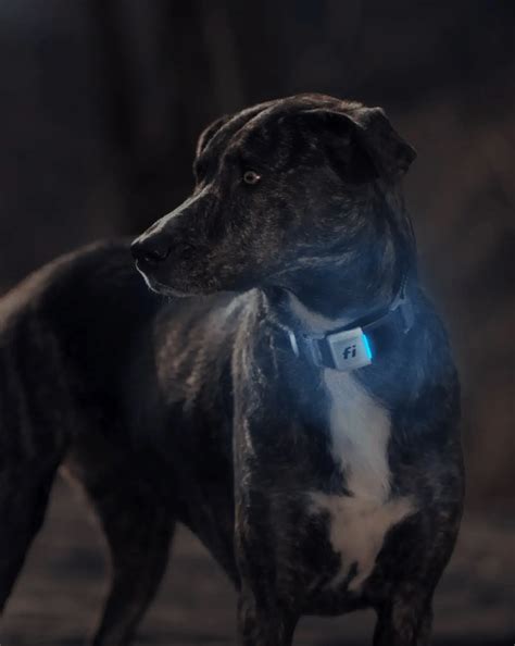 How Well Can Dogs See In The Dark?