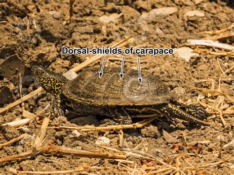 Testudines Turtle Carapace Lateral View Testudines Turtle