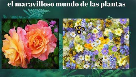 El Maravilloso Mundo De Las Plantas