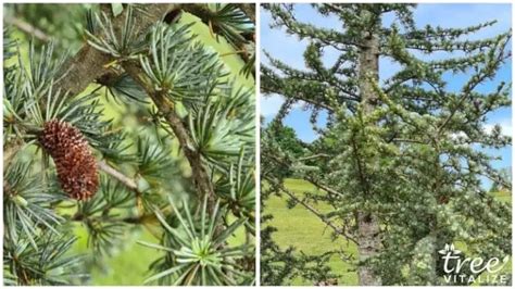 17 Different Types of Cedar Trees & Their Identifying Features