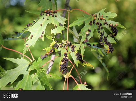 Black Galls Caused By Maple Bladder Gall Mite Or Vasates Quadripedes On Silver Maple Acer