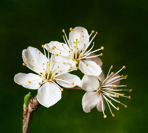 Cherry Plums Blossom White - Free photo on Pixabay