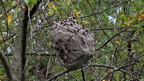 Bald Faced Hornet Nest Removal Nest Destruction With Ryan Youtube