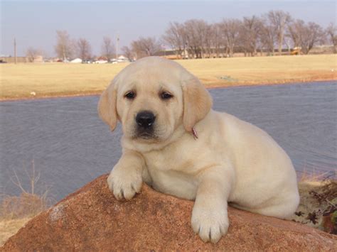 yellow lab pup Cute Puppies, Dogs And Puppies, Cute Dogs, Doggies, Labrador Retriever Puppies