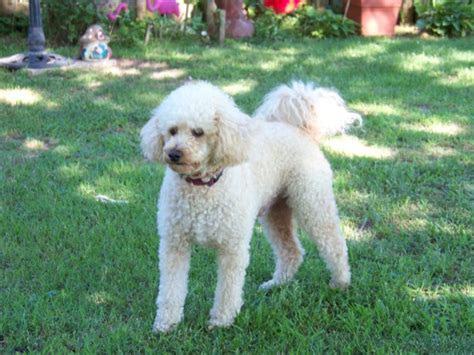 Bichon Frise - Poodle Mix Information and Photos | ThriftyFun