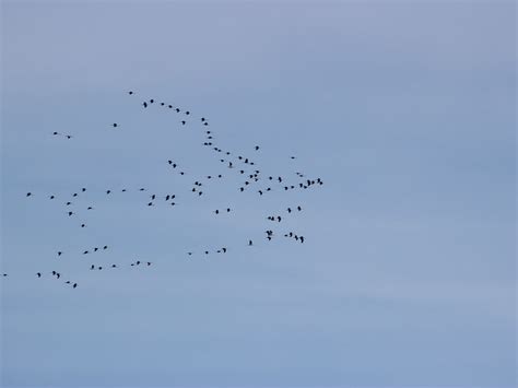 février Landes France Grue cendrée Grauer Kranich Сер Flickr