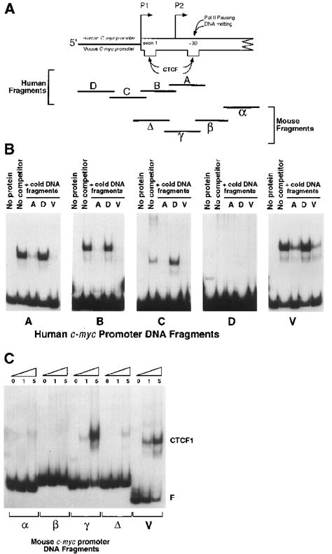 Sequence Specific Ctcf Binding To Dna Fragments From The Download Scientific Diagram