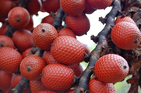Fruta De Buriti - Buriti fruta: 40 benefícios, informação nutricional e malefícios | Dr ...