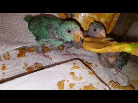 Parrotlet breeding - Reproduction of parrotlet | how to breed parrotlets