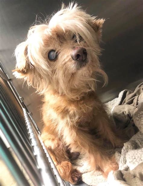 14 Year Old Blind Dog Needs Help To Get Out Of Animal Control Agency