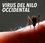 Servicio De Noticias En Salud Al D A Claves Del Virus Del Nilo