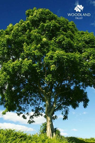 black ash tree identification - Leighann Her