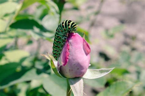 Green Caterpillar on a Rose Stock Image - Image of flora, leaf: 149315167