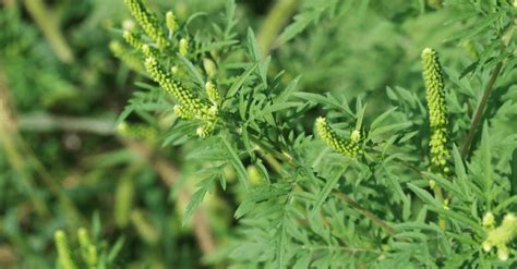 how to get rid of ragweed