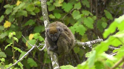 Lemurs And Leeches And Owls Oh My Day October