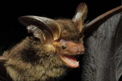 Une chauve souris à grandes oreilles observée pour la première fois