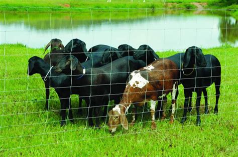 O Fortalecimento Da Cadeia Produtiva De Caprinos E Ovinos Passa Tamb M