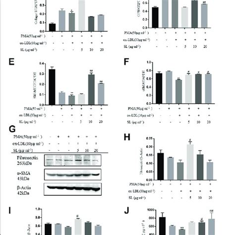 Sl Increases The Smc Contractile Phenotype In The Macrophagesmc