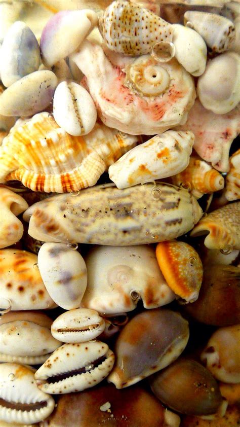 Cone Cowrie And Lots Of Other Sea Shells Love Them Cone Sea Shells