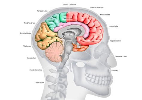 Human Brain Anatomy Poster | PDF