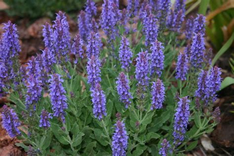 Plantfiles Pictures Salvia Balkan Clary Meadow Sage Violet Sage