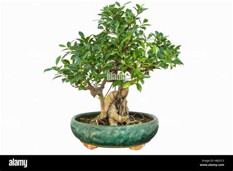 Gardening Bonsai Hi Res Stock Photography And Images Alamy