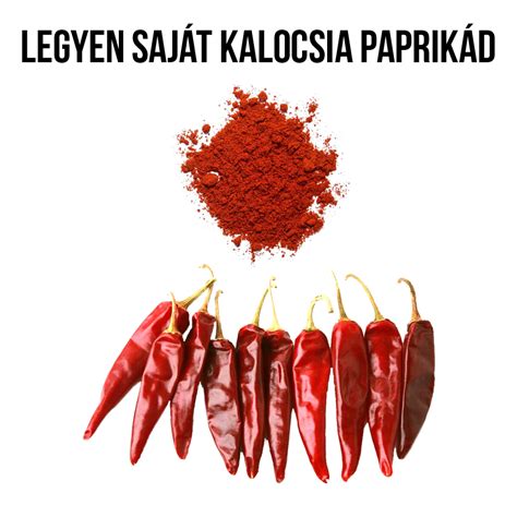 Kalocsai csípős fűszerpaprika növényem fa kaspóban Növényem hu webáruház