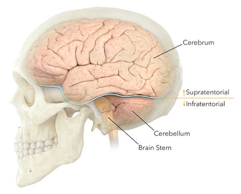 Brain Tumors Types Expert Surgeon Aaron Cohen Gadol Md