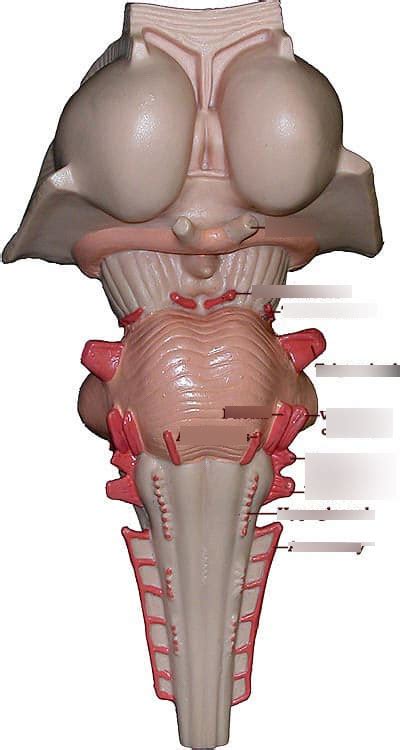 Brain Stem Cranial Nerves Diagram Quizlet