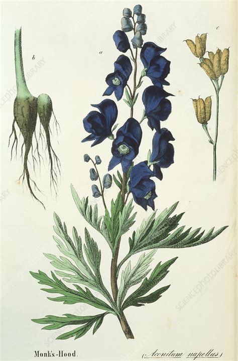 Aconite plant - Stock Image - B640/0344 - Science Photo Library