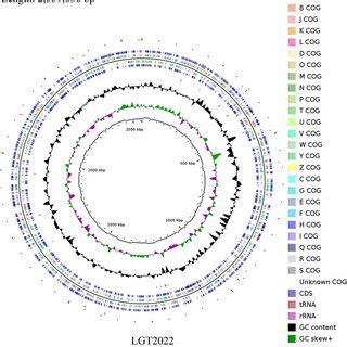 Circular Representation Of The A Paragallinarum Genome Contigs