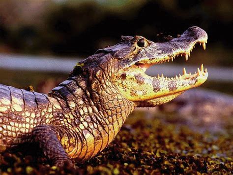 Animais Mato Grosso Do Sul - DIREITOS DOS ANIMAIS: BELEZAS DO PANTANAL DE MATO GROSSO DO SUL