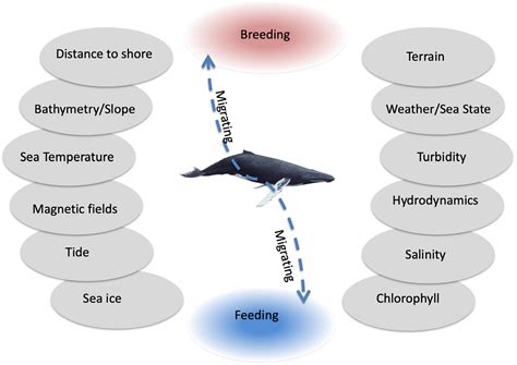 Frontiers The Role Of Environmental Drivers In Humpback Whale