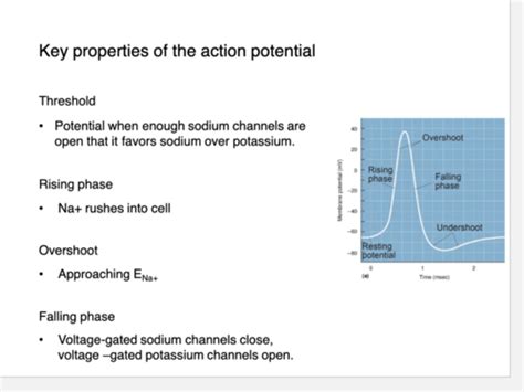 Membrane Potentials Flashcards Quizlet