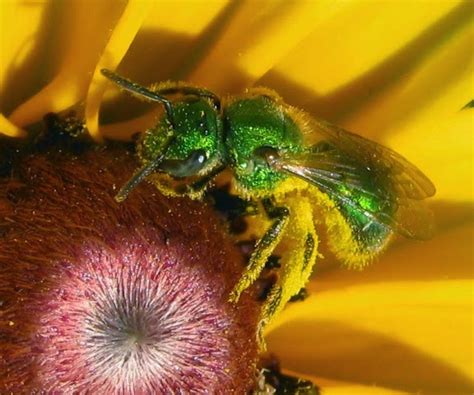 Pollinators My Metallic Green Bees