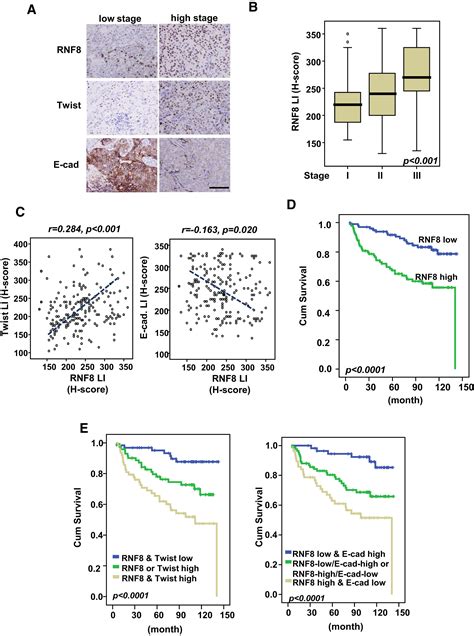 The DNA Damage Transducer RNF8 Facilitates Cancer Chemoresistance And