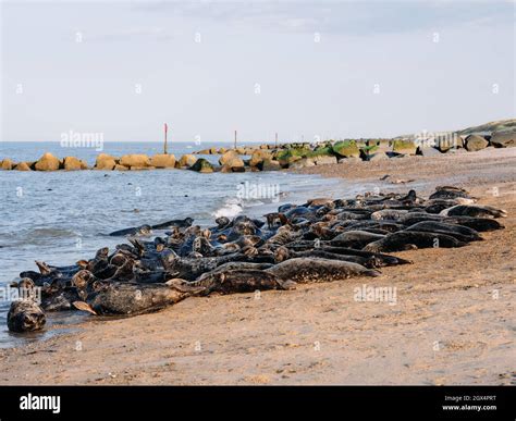 seal colony  beach  res stock photography  images alamy