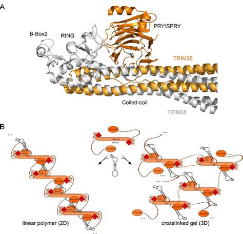 Figure 6 From Rna Binding Regulates Trim25 Mediated Rig I